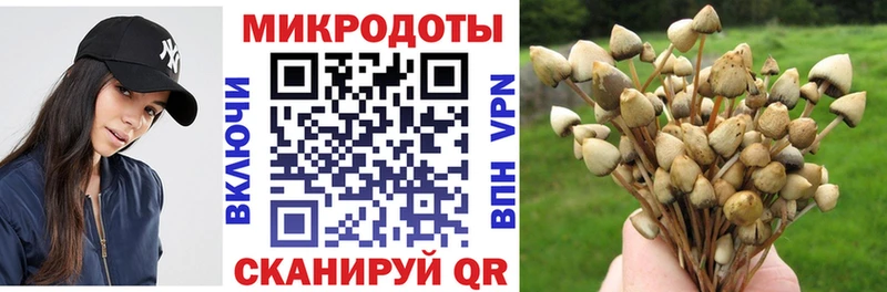 закладка Мегион Псилоцибиновые грибы мицелий